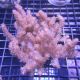 Klyxum sp (Alcyonum sp)-corail soft colt 8 CM