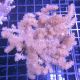 Klyxum sp (Alcyonum sp)-corail soft colt 8 CM