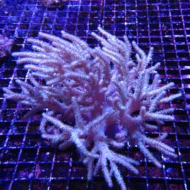 Sinularia mollis commun 8-12cm