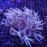 Sinularia mollis commun 8-12cm