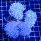 Sarcophyton sp. en colonie (4-5 pieds) 