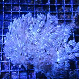 Xenia blancs 7-10 cm