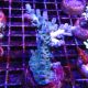 Bouture Acropora vert à pointes mauves  12,00 €
