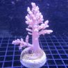 Bouture Lithophyton Arboreum 6-8 cm