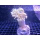 Bouture Sinularia molis commun 22,00 €