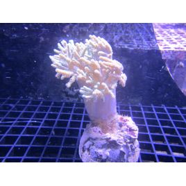 Bouture Sinularia molis commun