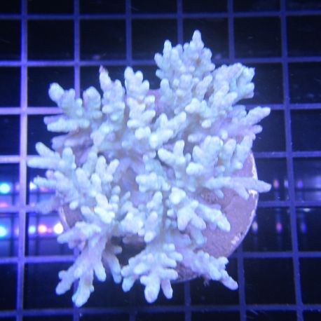 Bouture Sinularia asterolobata 