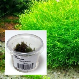 Riccia fluitans 10gr