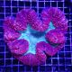 Lobophyllia hemprichii rouge et vert 10-12 cm