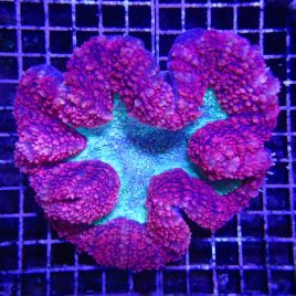 Lobophyllia hemprichii rouge et vert 10-12 cm