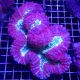 Lobophyllia hemprichii rouge et vert 10-12 cm