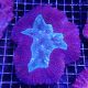 Lobophyllia hemprichii rouge et vert 10-12 cm