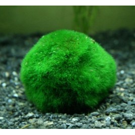 plantes-aquatiques-d-eau-douce-arrivages-chaque-semaine-3