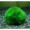 Cladophora boule lot de 5 + 1 gratuite