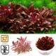 Tropica 1-2-Grow! Alternanthera reineckii 'Mini' 6,95 €