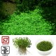 Tropica 1-2-Grow! Glossostigma elatinoides  6,95 €