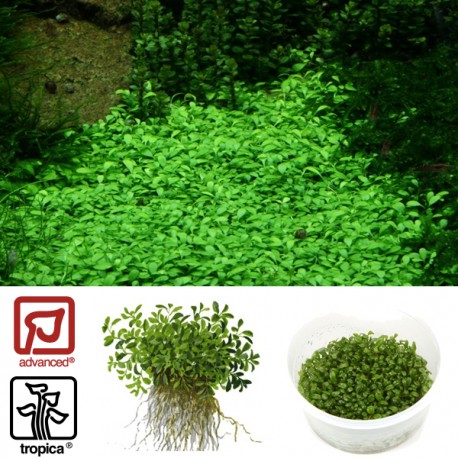Tropica 1 2 Grow Glossostigma Elatinoides Plantes Naturel En Blister