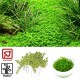 Tropica 1-2-Grow! Hemianthus callitrichoides 'Cuba' 6,95 €