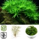 Tropica 1-2-Grow! Heteranthera zosterifolia 6,95 €