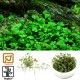 Tropica 1-2-Grow! Marsilea hirsuta 6,95 €