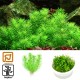 Tropica 1-2-Grow! Pogostemon erectus