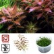 Tropica 1-2-Grow! Proserpinaca palustris 'Cuba' 6,95 €