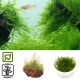 Tropica 1-2-Grow! Taxiphyllum barbieri 6,95 €