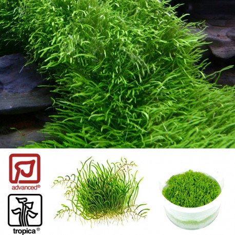 Tropica 1 2 Grow Utricularia Graminifolia Plantes Naturel En Blister