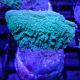 Bouture Montipora Foliosa vert 4-5 cm