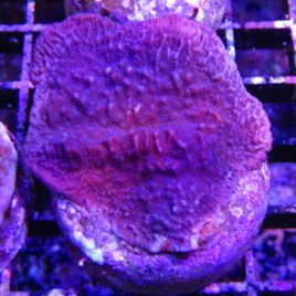 Bouture Montipora Foliosa mauve