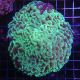 Euphyllia ancora vert fluo 10 cm 167,50 €