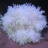 Heteractis crispa - Anémone à longues tentacules blanche 10-15 cm