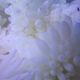 Heteractis crispa - Anémone à longues tentacules blanche 15 cm 87,50 €
