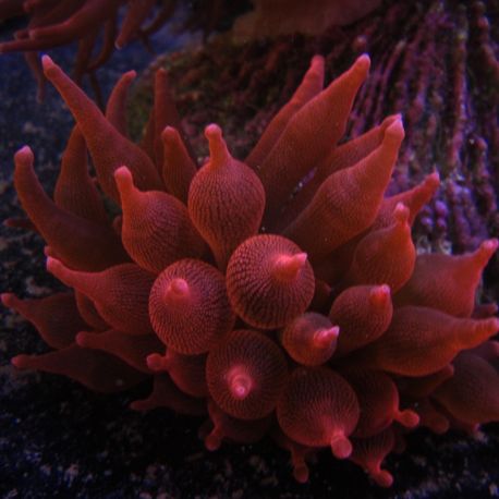 Entacmea quadricolor rouge taille S (3-5 cm déployée)