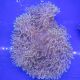 Heteractis magnifica - Anémone à longues tentacules 15 cm. 67,50 €