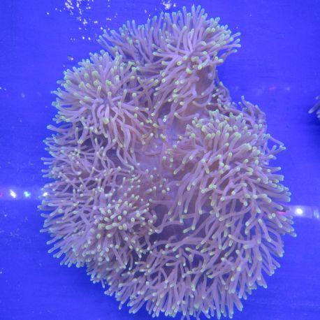 Heteractis magnifica - Anémone à longues tentacules 15 cm.