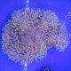 Heteractis magnifica - Anémone à longues tentacules 15 cm. 67,50 €