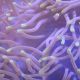 Heteractis magnifica - Anémone à longues tentacules 15 cm. 57,50 €