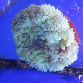 Entacmea quadricolor - anémone à tentacules rondes verte 12 cm 47,50 €