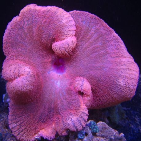 Stichodactyla haddonii rouge (Anémone Carpette rouge)