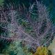 Pseudopterogorgia Bipinnata - gorgone en panache symbiotique violette 20 cm