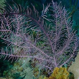 Pseudopterogorgia Bipinnata - gorgone en panache symbiotique violette 20-25 cm