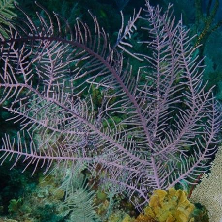 Pseudopterogorgia Bipinnata - gorgone en panache symbiotique violette 20 cm