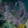 Pseudopterogorgia Bipinnata - gorgone en panache symbiotique violette 20-25 cm