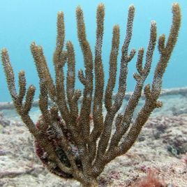 Muricea muricata - gorgone symbiotique des Caraïbes 15-20cm