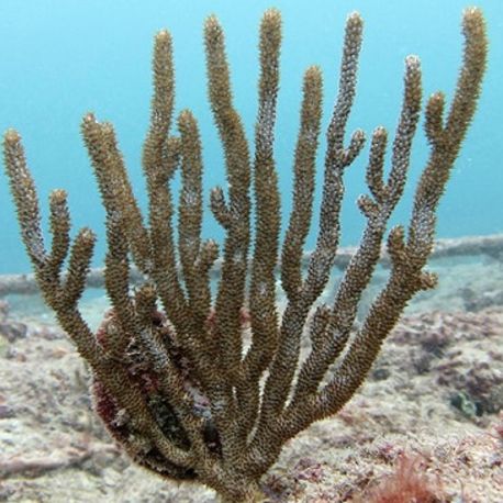 Muricea muricata - gorgone symbiotique des Caraïbes 15-20cm