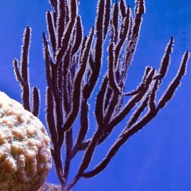 Pterogorgia Anceps - gorgone en lambeaux symbiotique  10-15 cm