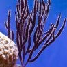 Pterogorgia Anceps - gorgone en lambeaux symbiotique  15-20 cm