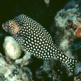 Ostracion meleagis femelle 6-8 cm