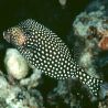 Ostracion meleagis femelle 6-8 cm